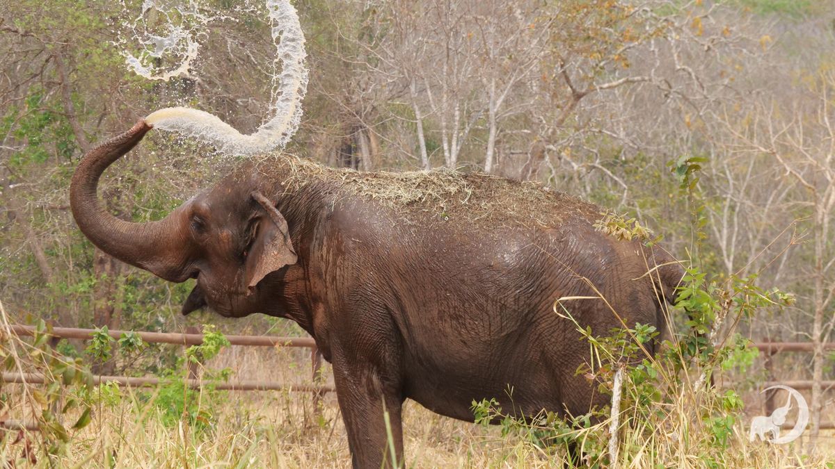 En el Santuario de Brasil los elefantes tienen espacios con mucha vegetación y agua para recorrer. En el Santuario de Brasil los elefantes tienen espacios con mucha vegetación y agua para recorrer.
