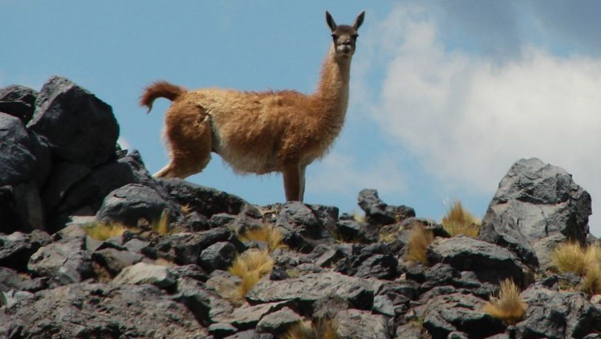 Mendoza salvaje: las actividades para hacer en las áreas naturales protegidas este verano
