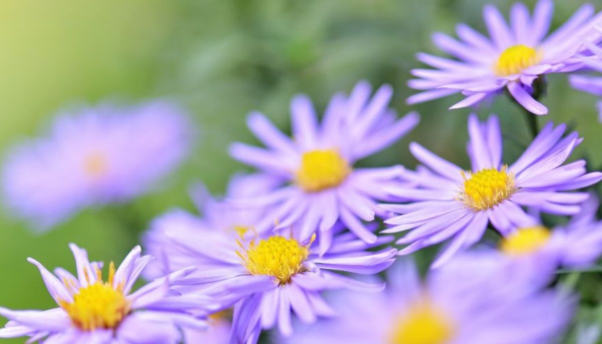 En oto&ntilde;o esta planta necesita esti&eacute;rcol o humus de lombriz.