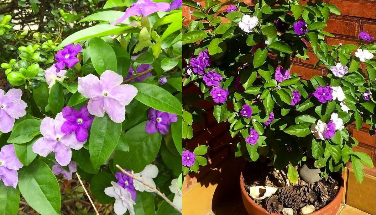 El jazmín del paraguayo puede crecer directo en el sustrato o en una maceta. Imagen: composición Diario Uno. El jazmín del paraguayo puede crecer directo en el sustrato o en una maceta. Imagen: composición Diario Uno.