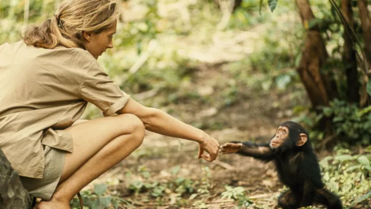 Jane Goodall fue una precursora en el estudio del comportamiento de los chimpancés en su hábitat natural. Jane Goodall fue una precursora en el estudio del comportamiento de los chimpancés en su hábitat natural.