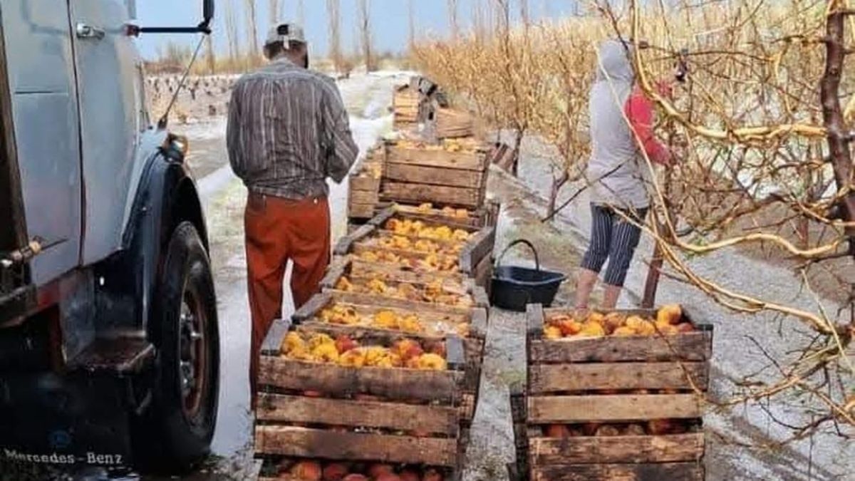 La pérdida de la producción fue del 100% en algunos cultivos de San Rafael.