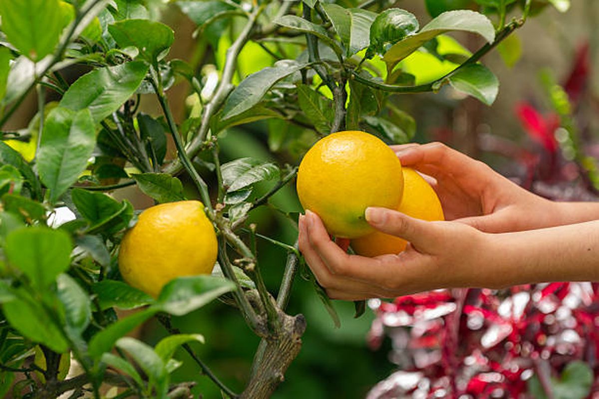 Seguí las sugerencias del calendario lunar para abonar tu árbol limonero. Seguí las sugerencias del calendario lunar para abonar tu árbol limonero.