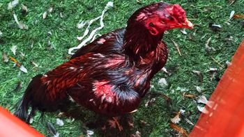 Rescataron más de 100 gallos de un boliche: lo que hacían con ellos Rescataron más de 100 gallos de un boliche: lo que hacían con ellos