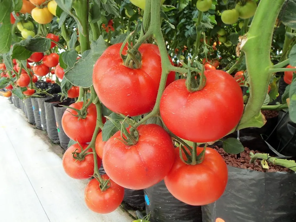 El nombre científico de la planta de tomate es Solanum lycopersicum. Imagen: Pexels El nombre científico de la planta de tomate es Solanum lycopersicum. Imagen: Pexels