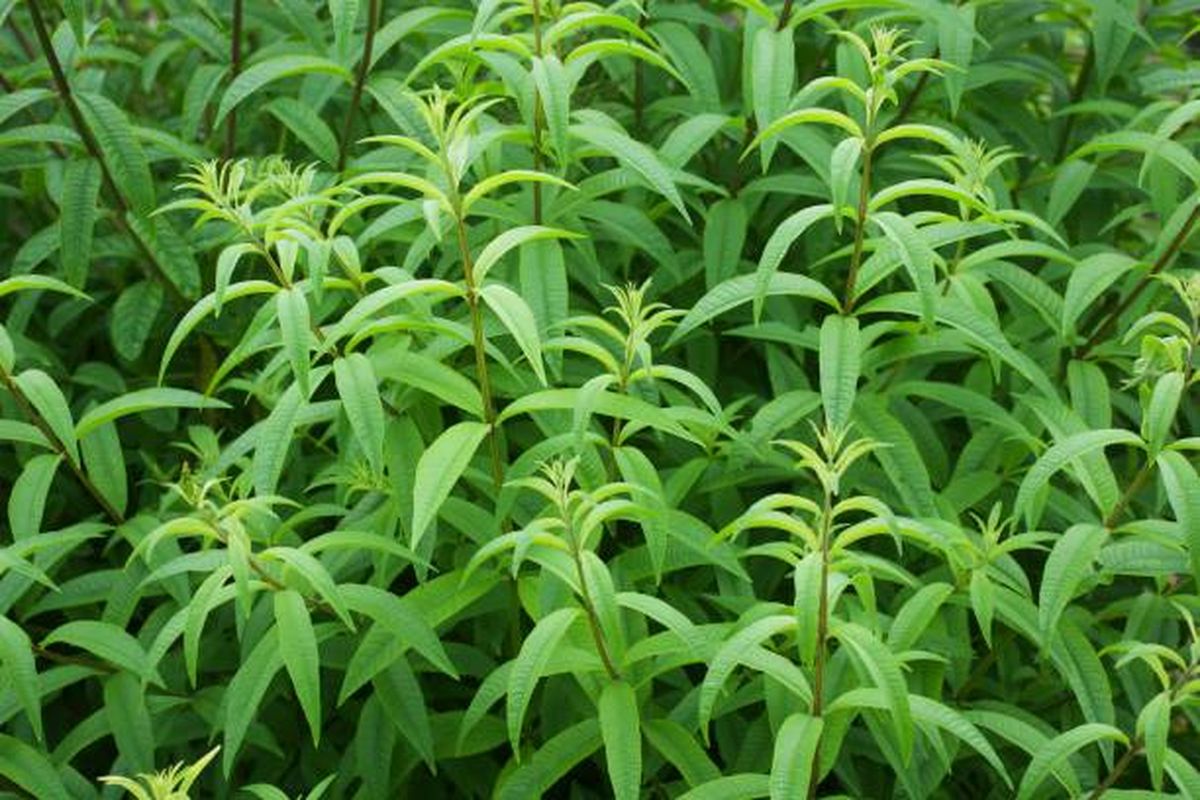 Esta planta tolera la sequía y no requiere un riego frecuente. Esta planta tolera la sequía y no requiere un riego frecuente.