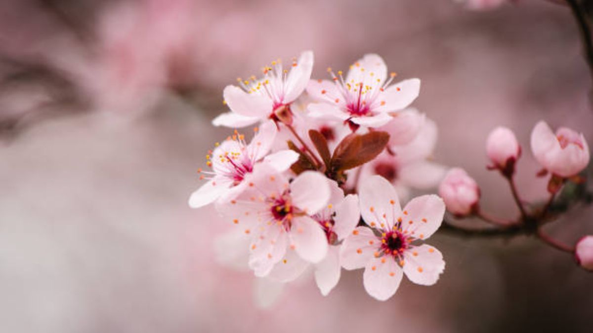 El árbol de Japón que todos deben tener en su jardín.
