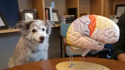 El cerebro de los perros cambió cuando comenzaron a vivir en sociedades sedentarias, según el nuevo estudio. Imagen: Harvard Gazette