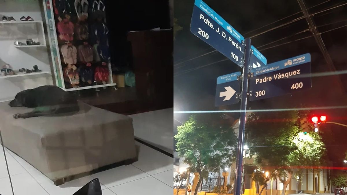 El tierno gesto de un local mendocino con los perros callejeros de la zona