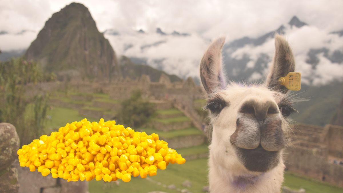 La bebida antioxidante a base de maíz que tomaban los Incas