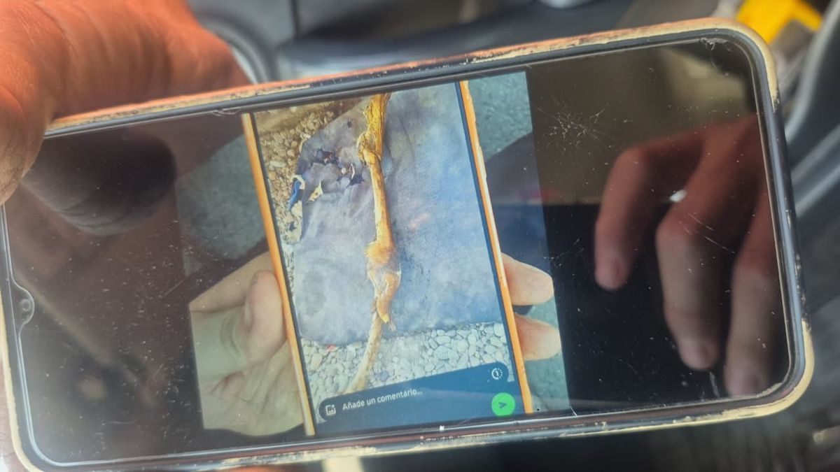 Estos fueron los huesos que un perro llevó a su casa y su dueño avisó a la Policía. Estos fueron los huesos que un perro llevó a su casa y su dueño avisó a la Policía.