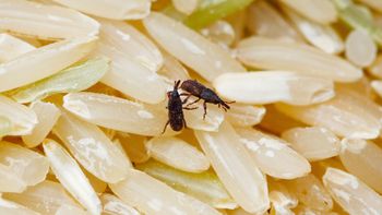 ¿De qué manera los gorgojos ingresan en el paquete de arroz y cómo evitarlo? ¿De qué manera los gorgojos ingresan en el paquete de arroz y cómo evitarlo?