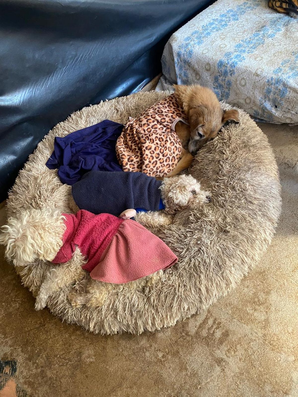 Beatriz, encargada del hogar que cuida a perritos viejos y enfermos en Mendoza, pide ayuda urgente para acondicionar los caniles y costear una vacunación de 7 millones de pesos. Beatriz, encargada del hogar que cuida a perritos viejos y enfermos en Mendoza, pide ayuda urgente para acondicionar los caniles y costear una vacunación de 7 millones de pesos.