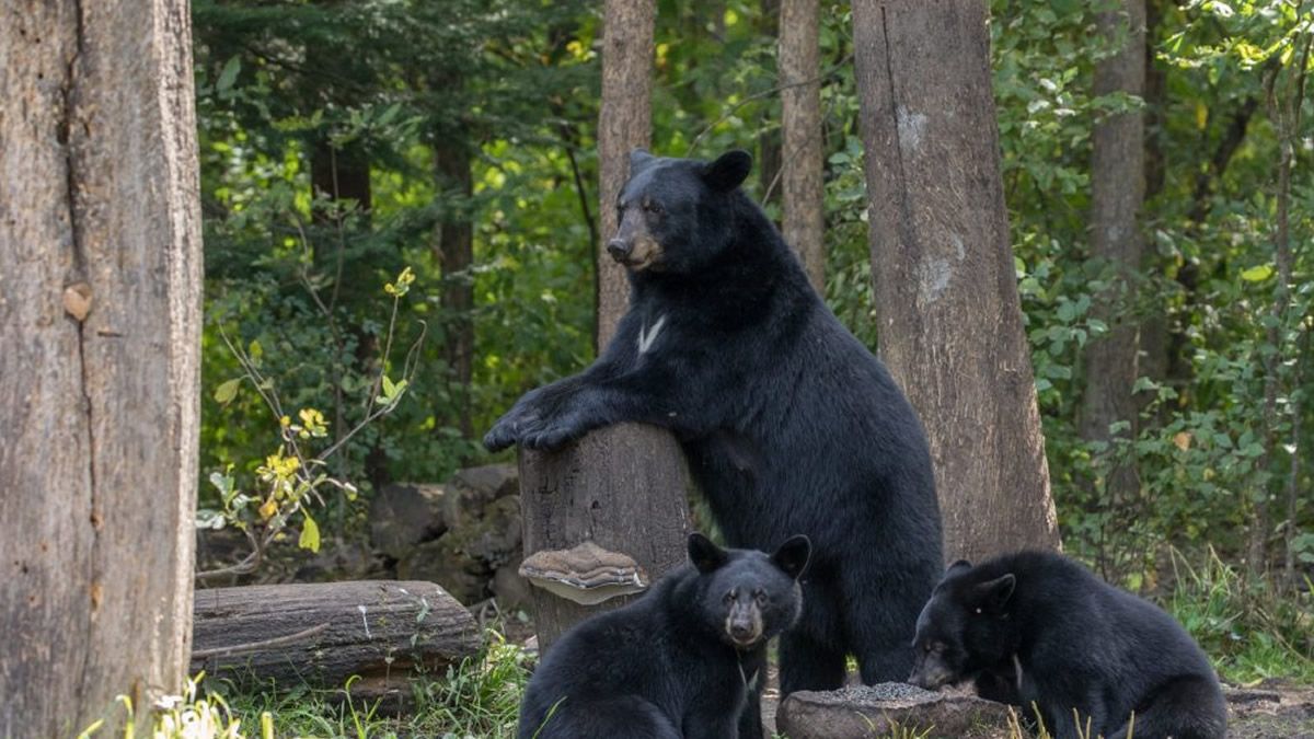 Estaban cómodos. Descubrieron que cinco osos hibernaban debajo de su casa.