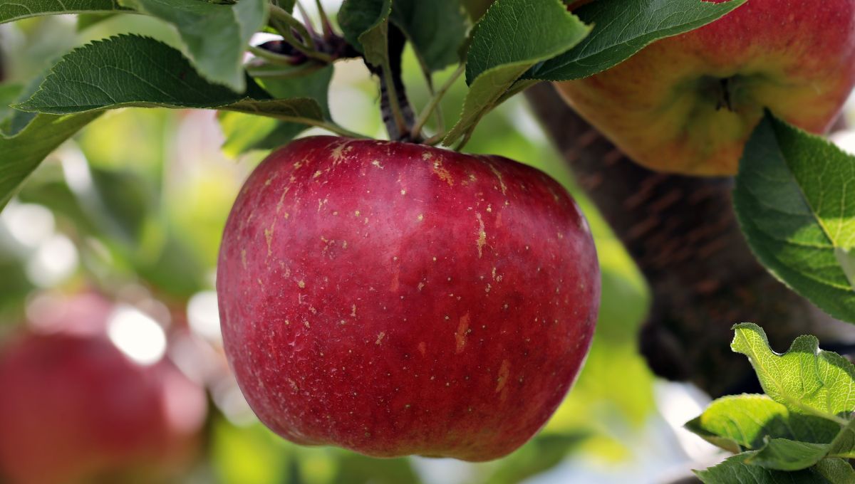 ﻿Fertilizante casero que es mágico para los árboles frutales 