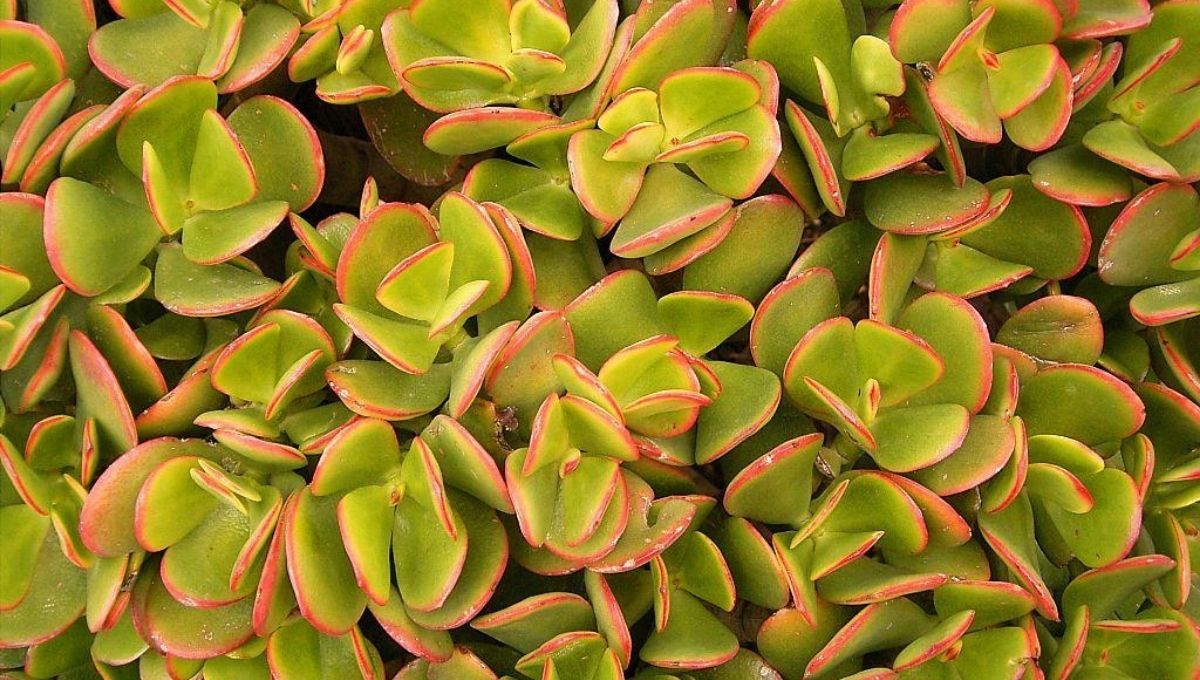 Árbol de Jade tricolor: cómo crearlo y dónde colocarlo para atraer abundancia