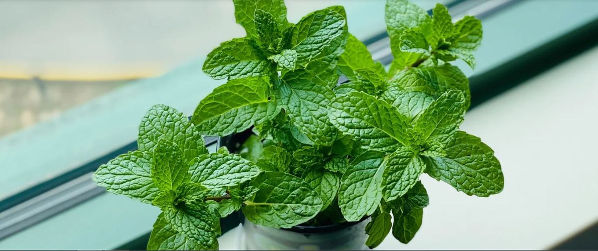 Beneficio de tomar mate con peperina. Beneficio de tomar mate con peperina.