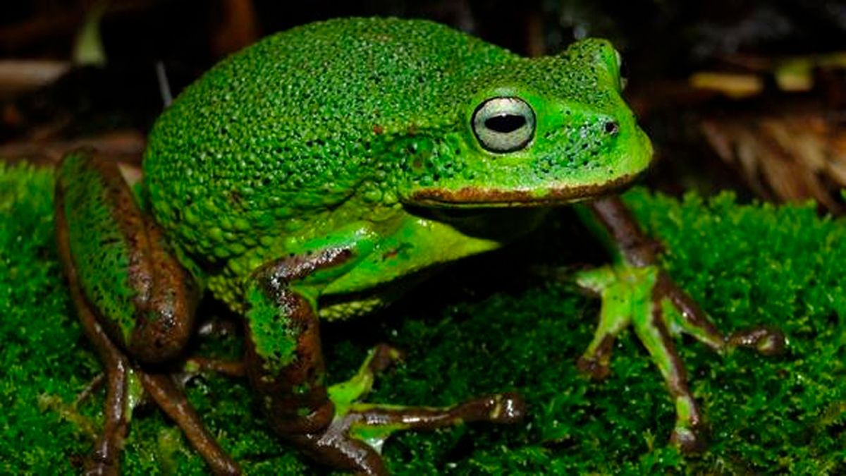 Rana marsupial. Especie de rana descubierta recientemente en la Amazonia peruana.
