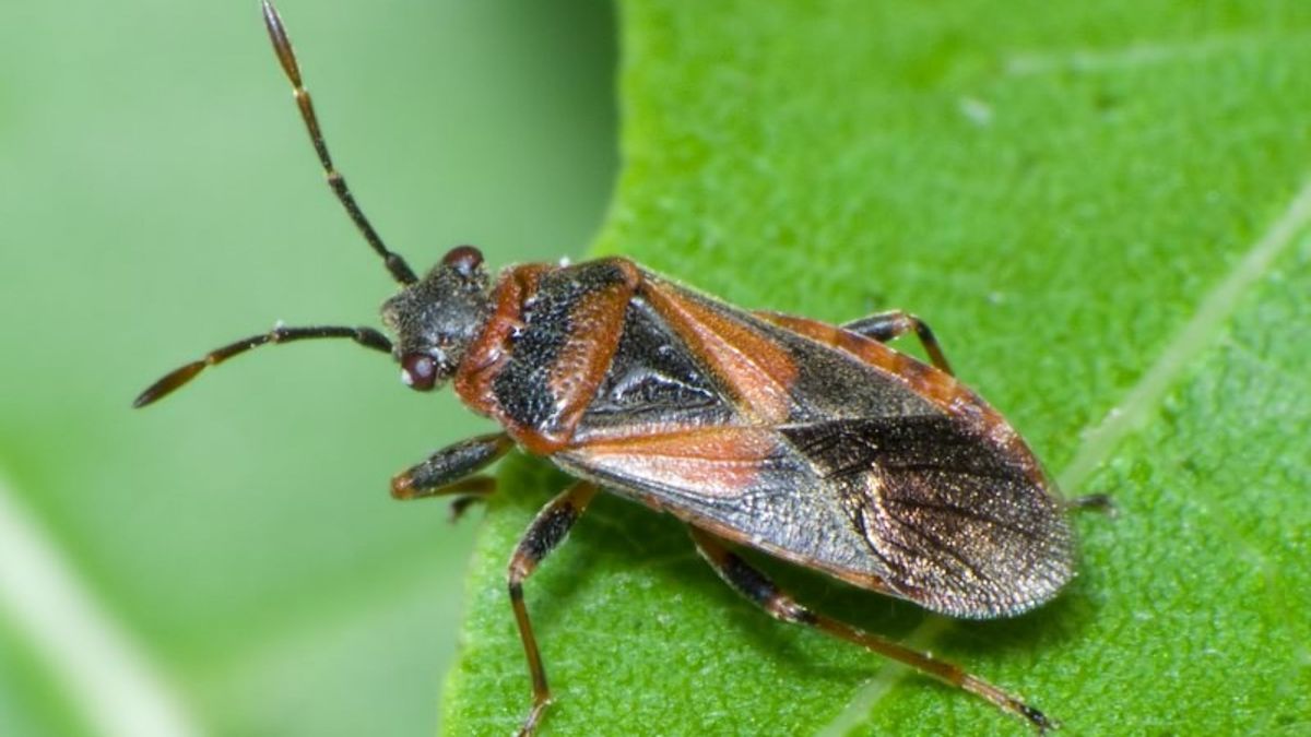 Chinche del arce, el insecto parecido a la vinchuca que generó preocupación en Mendoza Chinche del arce, el insecto parecido a la vinchuca que generó preocupación en Mendoza