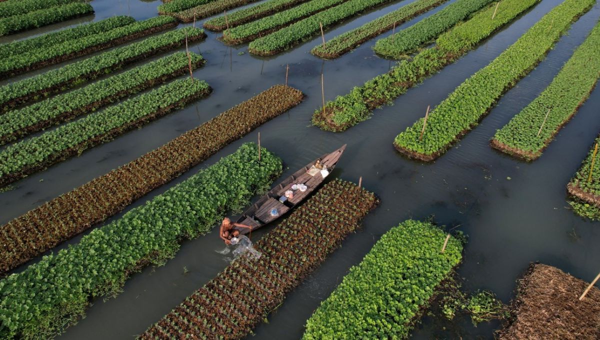 Crean jardines flotantes para que la agricultura subsista y cambia la forma de producir alimentos