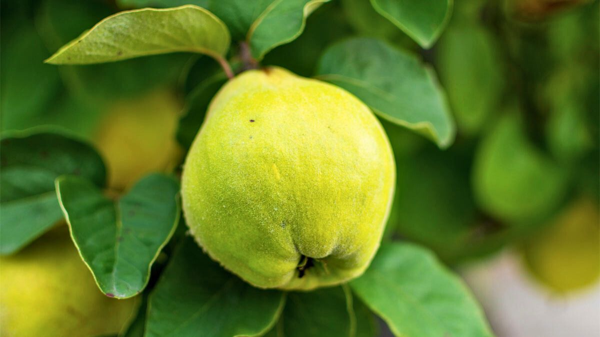 Casi nadie sabe cómo se llama el árbol de membrillo: cuál es su nombre real