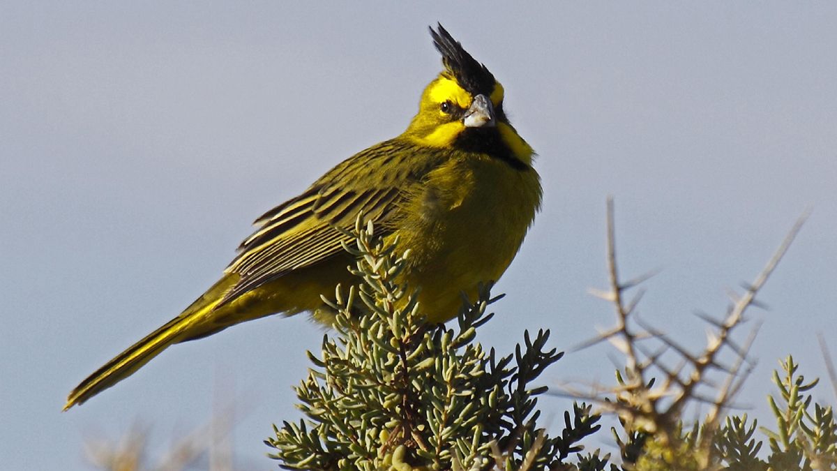 El cardenal amarillo es una especie en peligro de extinción, y por ello diferentes organismos públicos y privados se unen para su rescate y preservación.