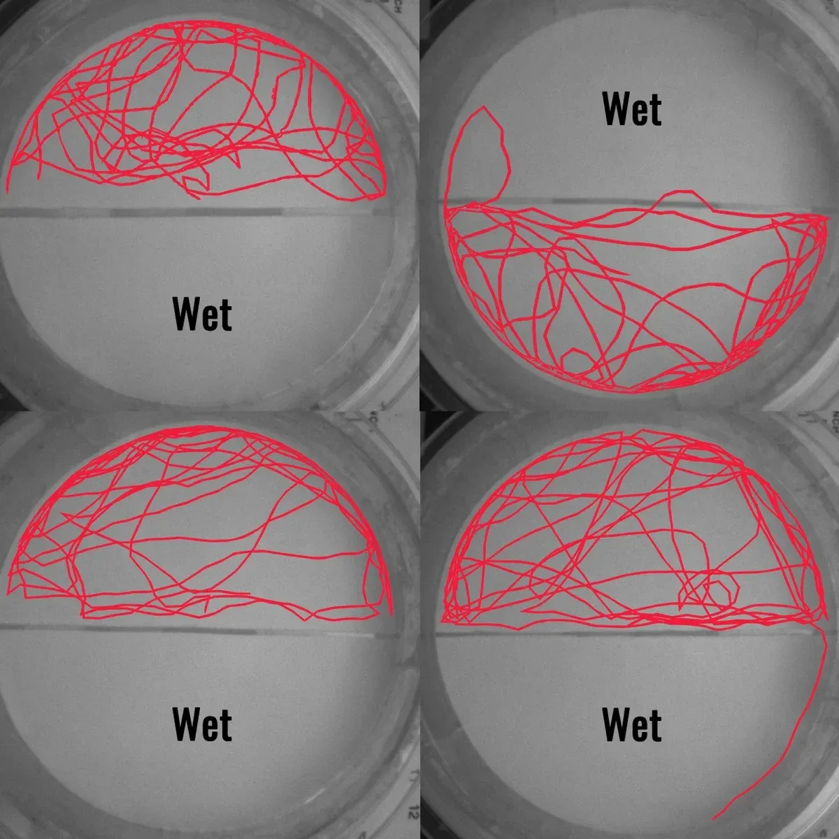 Los resultados del estudio fueron claros: las chinches detestan el agua.