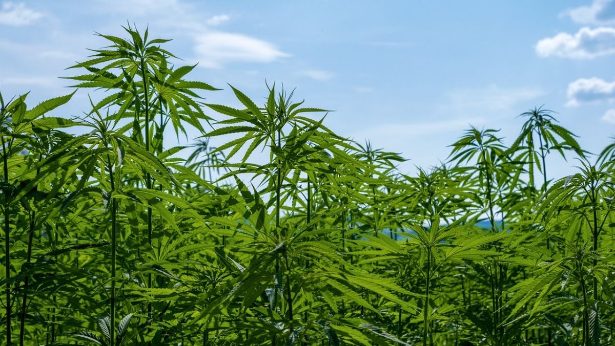 El clima de Mendoza es atractivo para los inversores. Foto: Pixabay.