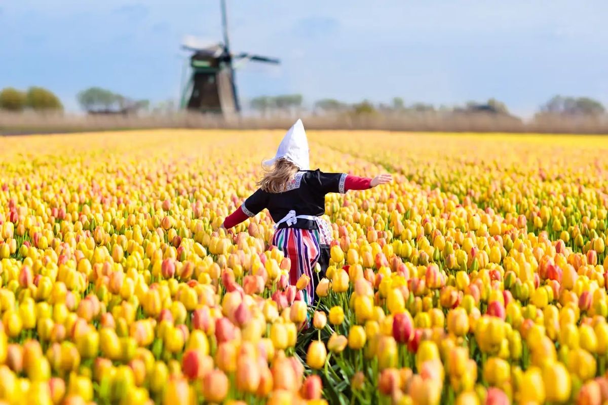 Abrió el jardín de flores más imponente de Europa: 32 hectáreas con los mejores tulipanes del mundo. Imagen de iStock