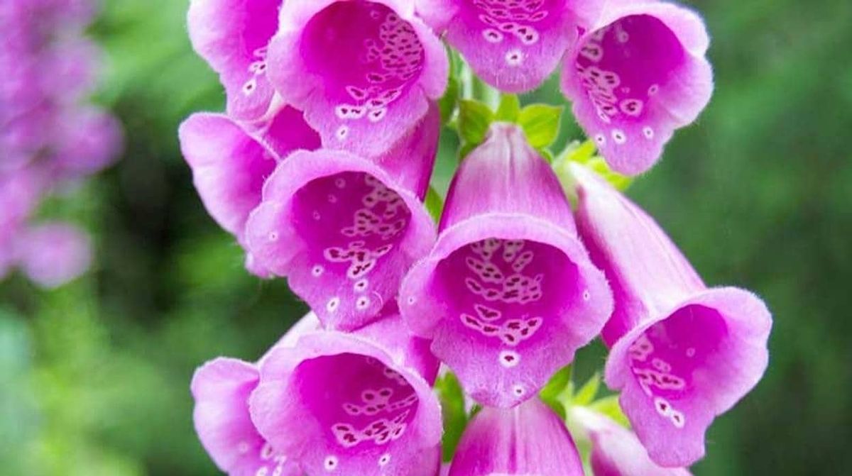 Esta infusión ayuda a calmar las molestias que causan las hemorroides. Esta infusión ayuda a calmar las molestias que causan las hemorroides.