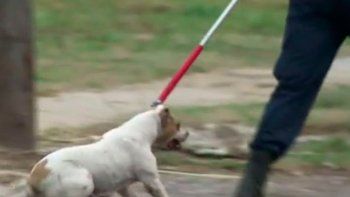 Niño de cuatro años murió tras ser atacado por perros pit bull