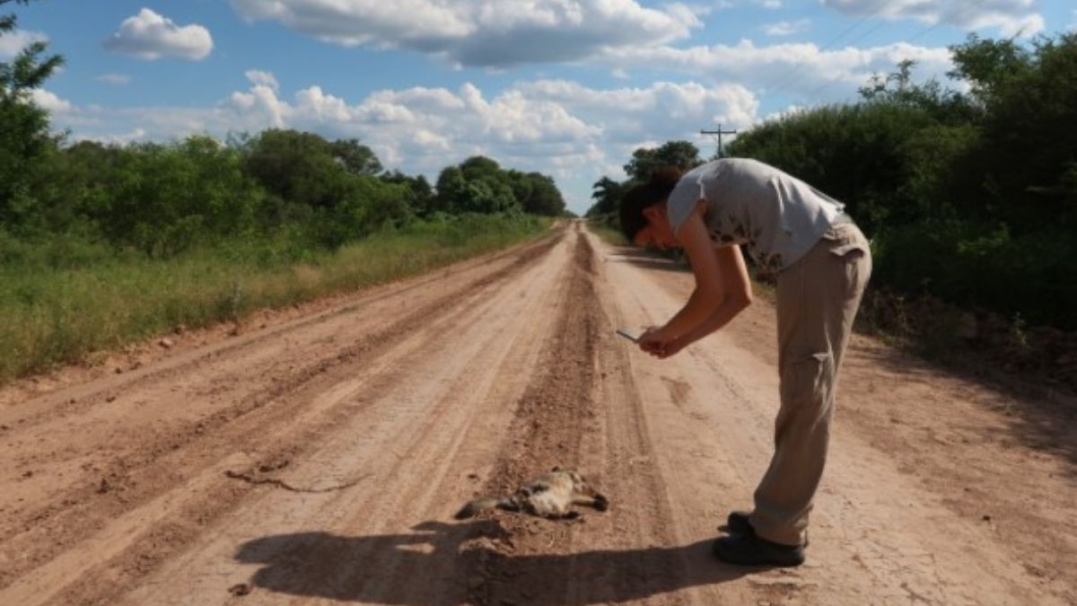 La Red Argentina de Monitoreo de Fauna Atropellada permite registrar accidentes para proponer políticas públicas de mitigación. (Foto: RAMFA)