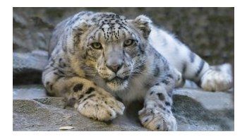 Murió un niño tras ser atacado por un leopardo en un Parque Nacional de Uganda