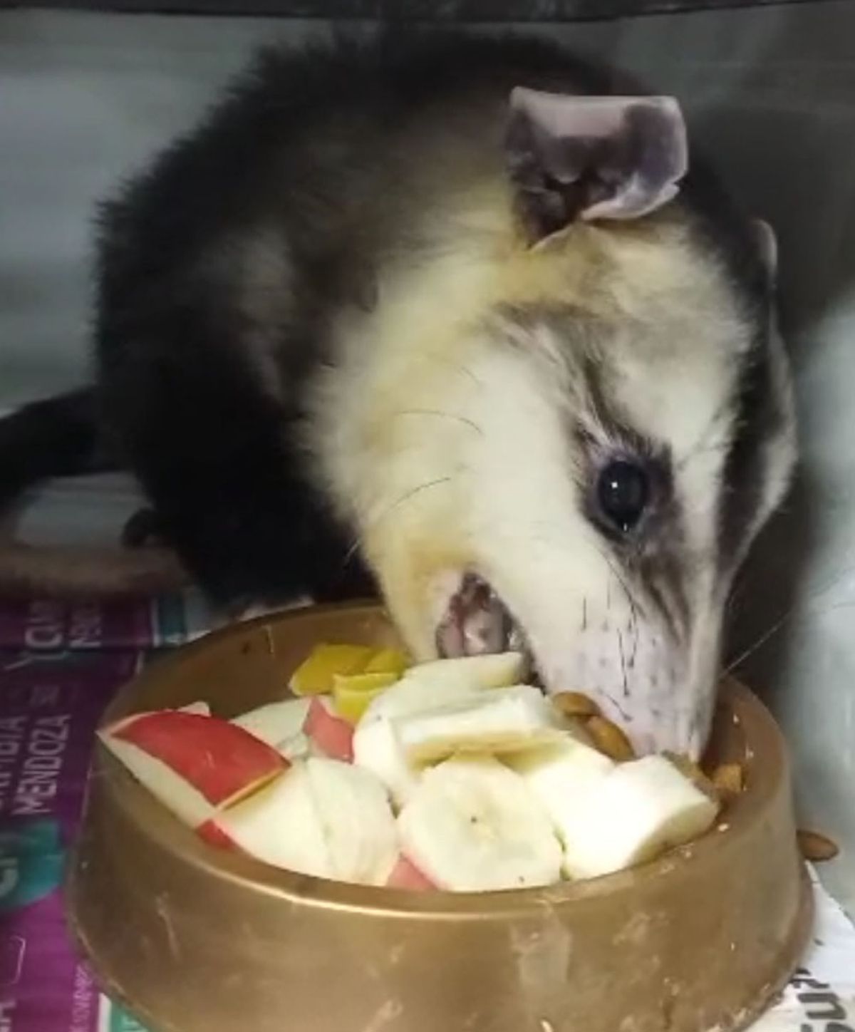 La zarigüeya macho se alimenta bien y con ganas en la Fundación Cullunche. La zarigüeya macho se alimenta bien y con ganas en la Fundación Cullunche.