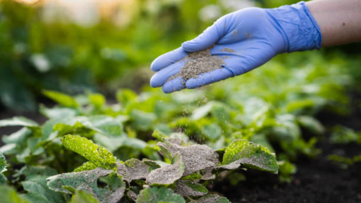 Utiliza ceniza para beneficiar a tus plantas.
