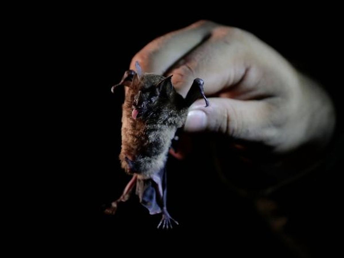 Similar al COVID-19: científicos de China descubren nuevo virus en murciélagos Similar al COVID-19: científicos de China descubren nuevo virus en murciélagos