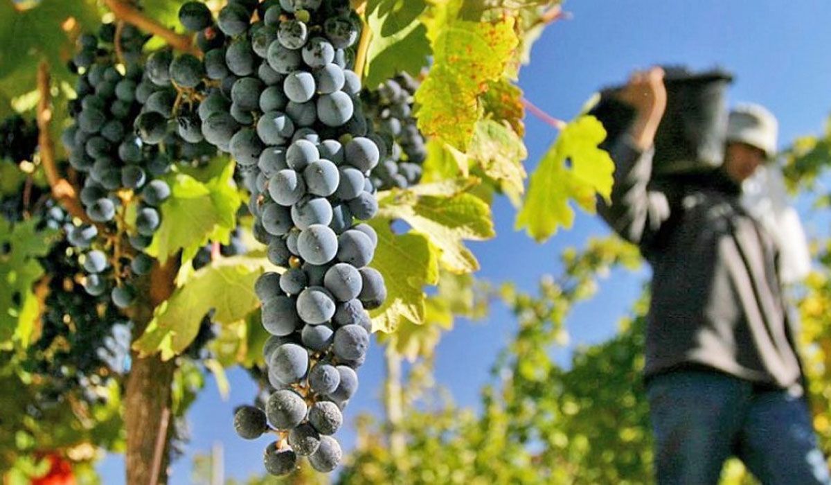 Viñateros exigen un sueldo digno por su tarea. Las paritarias podrían cerrarse el lunes que viene. Viñateros exigen un sueldo digno por su tarea. Las paritarias podrían cerrarse el lunes que viene.