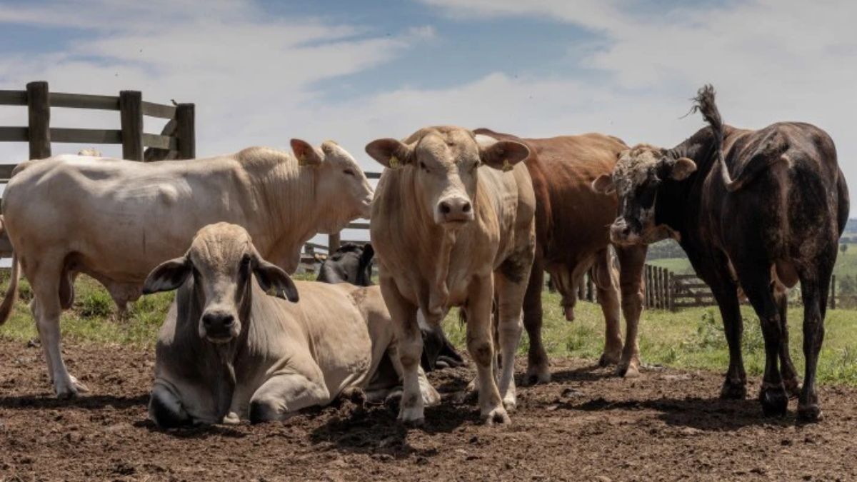 Ganado criado en pasturas abiertas en Cerquilho, en la zona rural del estado de São Paulo, Brasil. (Imagen: Dan Agostini / Dialogue Earth) Ganado criado en pasturas abiertas en Cerquilho, en la zona rural del estado de São Paulo, Brasil. (Imagen: Dan Agostini / Dialogue Earth)