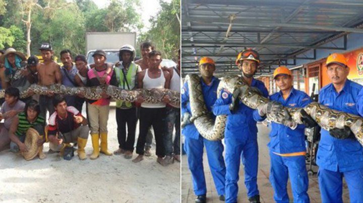 Foto: Capturan en Malasia la pitón más grande del mundo