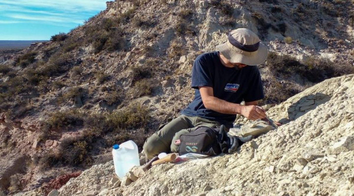 El equipo del CONICET intentará recuperar los restos faltantes para reconstruir la especie Bonapartenykus ultimus