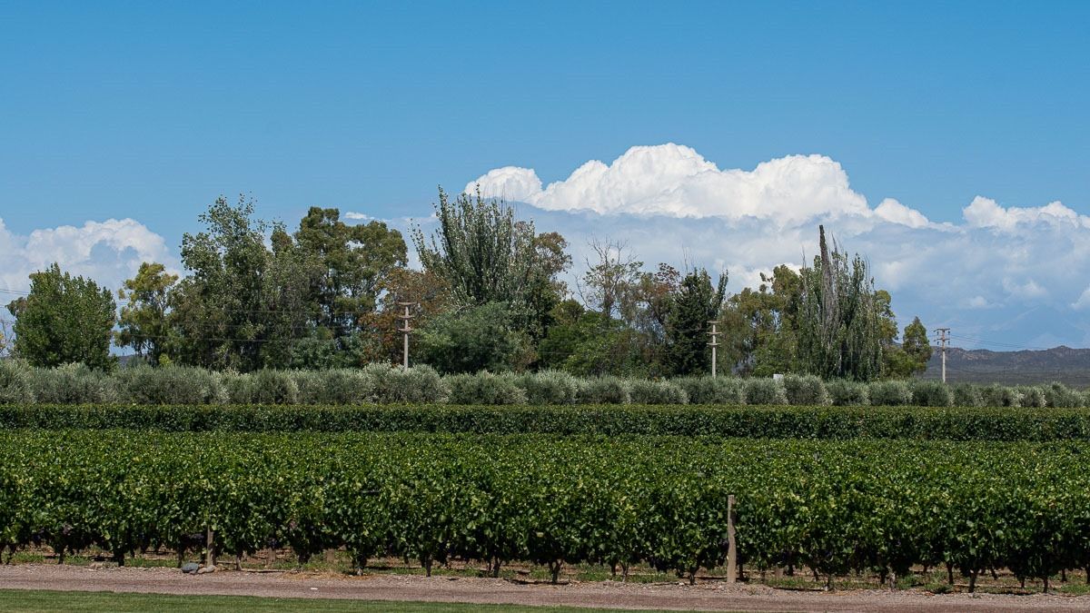No hay pronóstico de heladas en zonas productivas de la provincia para esta semana. No hay pronóstico de heladas en zonas productivas de la provincia para esta semana.
