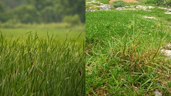 ¿Cuál es la diferencia entre pasto y chépica?