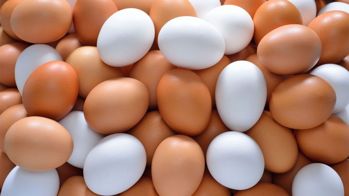 Take a breath to see if a brown egg is more nutritious than a white egg