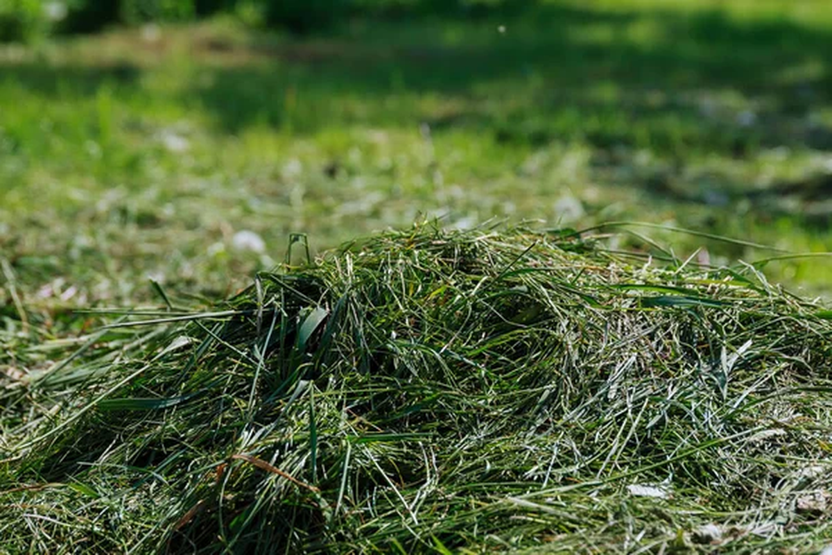 Con el pasto recién cortado, puedes crear un fertilizante para tus plantas. Con el pasto recién cortado, puedes crear un fertilizante para tus plantas. 