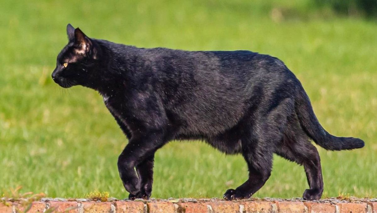 Esa bolsa que cuelga en su panza es una herencia de sus ancestros salvajes y cumple funciones que, aunque hoy no parezcan tan necesarias, siguen siendo útiles, pues protege sus órganos, entre otros Esa bolsa que cuelga en su panza es una herencia de sus ancestros salvajes y cumple funciones que, aunque hoy no parezcan tan necesarias, siguen siendo útiles, pues protege sus órganos, entre otros