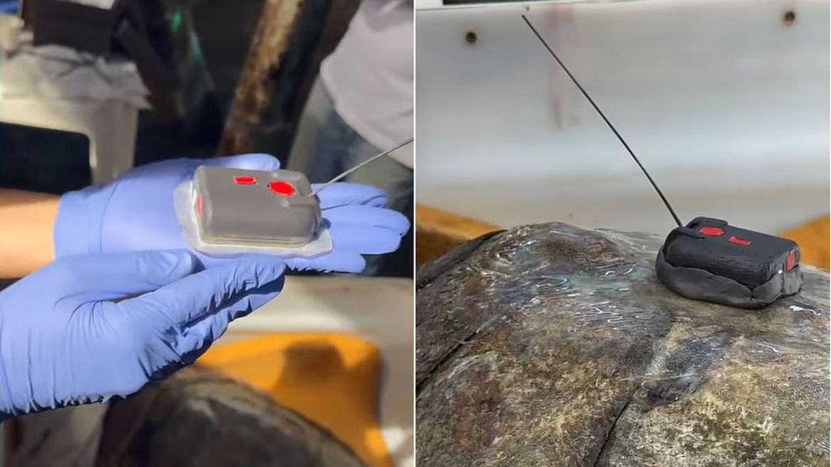 Gracias a este transmisor que le colocaron antes de liberarlo, hoy se puede saber que está bien y que ya nadó 2.000 kilómetros hacia el norte. Gracias a este transmisor que le colocaron antes de liberarlo, hoy se puede saber que está bien y que ya nadó 2.000 kilómetros hacia el norte.