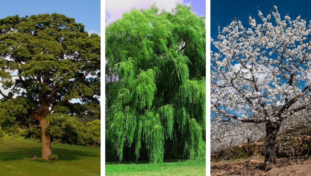 Test de personalidad: elige un árbol y descubre cómo es tu forma de vida
