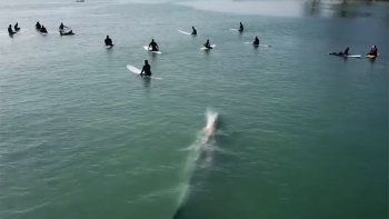 Video: una ballena sorprende a un grupo de surfistas en California