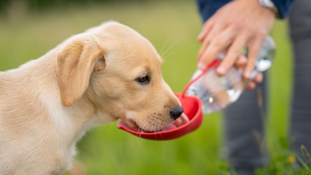 Cada cuánto tiempo hay que cambiarle el agua a tu perro en los días fríos, según expertos Cada cuánto tiempo hay que cambiarle el agua a tu perro en los días fríos, según expertos