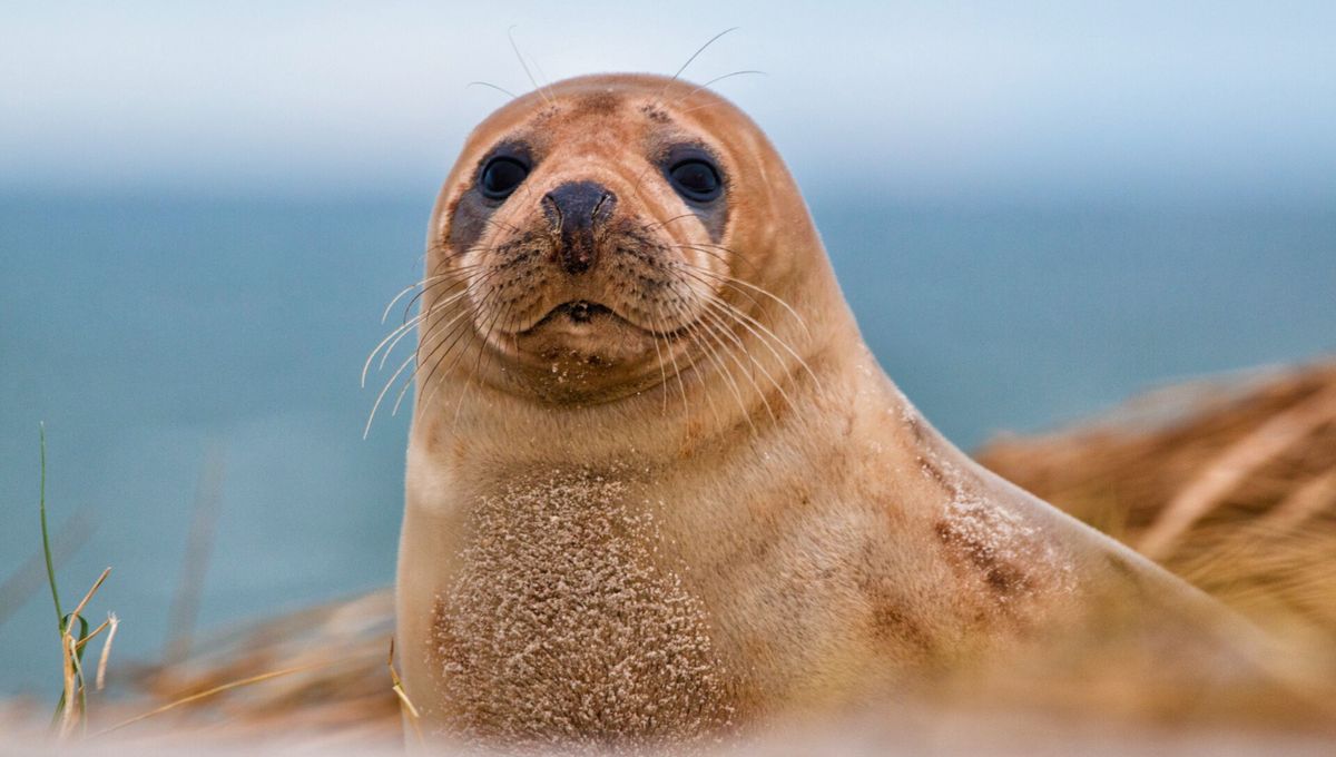 Las focas y los lobos marinos se adaptan muy bien en agua y tierra Las focas y los lobos marinos se adaptan muy bien en agua y tierra